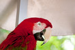 Colourful parrot bird sitting on the perch