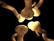 An image of a synapse