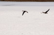 Goose