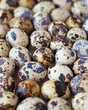 Quail eggs