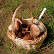 Waldpilze
