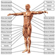 3D male or human anatomy, a man with muscles and text isolated