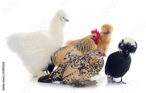 Photo: groupe de poules naines groupe de poules naines