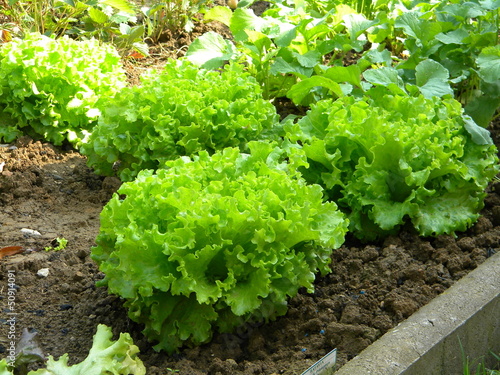 Photo: salade salade