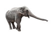Elephant with stretched trunk isolated on white