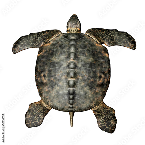 Illustration: Archelon Archelon