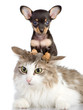 puppy and cat together. isolated on white background
