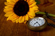 Pocket watch and sunflower