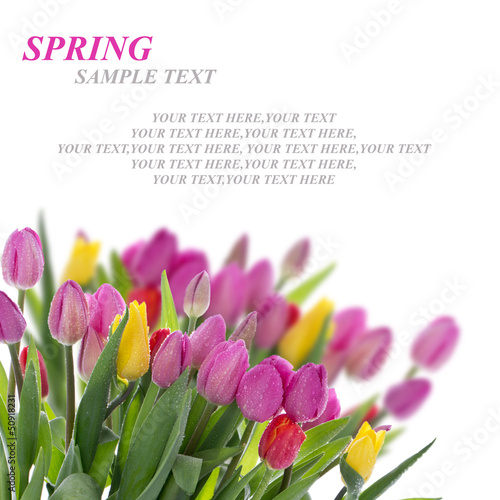 Photo: Spring card with tulips Spring card with tulips