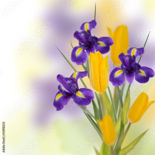 Photo: Card with tulips and irises by day of mother Card with tulips and irises by day of mother