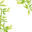 Bamboo backdrop