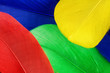 Colorful feathers background