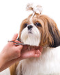 Foto: Grooming the Shih Tzu dog isolated on white Grooming the Shih Tzu dog isolated on white