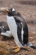Gentoo penguin