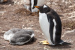 Gentoo penguin with chick