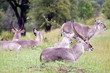 Flock of Waterbuck antelopes