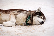 Husky, chien de traîneau