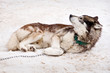 Husky, chien de traîneau