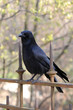 corbeau