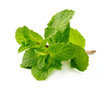 Fresh mint close up