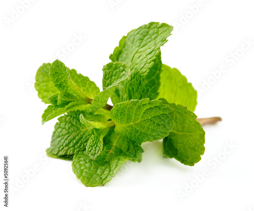 Photo: Fresh mint close up Fresh mint close up