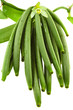 gousses et fleur de vanille