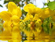 tropical flower reflected in water