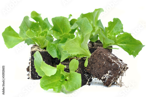 Photo: plants de salade plants de salade