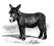 Young Donkey - Ânon du Poitou - Esel