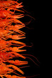 Tasty boiled crayfishes isolated on black