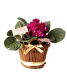 Bright saintpaulia in wooden flowerpot, isolated on white