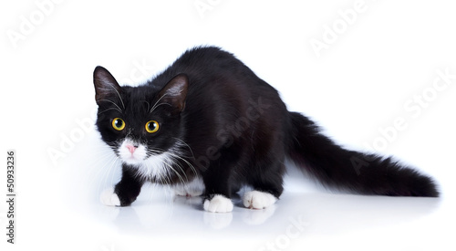 Photo: Black-and-white scared cat with yellow eyes. Black-and-white scared cat with yellow eyes.