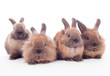 Four rabbits isolated on the white.