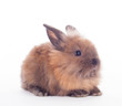 Rabbit isolated on the white.