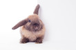 rabbit with banner.