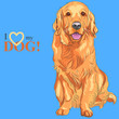 vector dog breed Golden Retriever