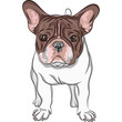 vector sketch domestic dog French Bulldog breed