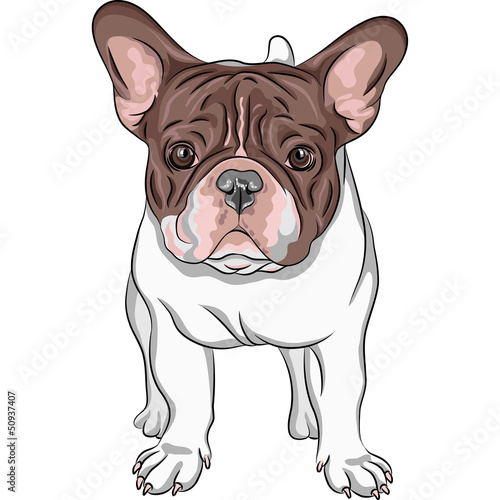 Vector: vector sketch domestic dog French Bulldog breed vector sketch domestic dog French Bulldog breed