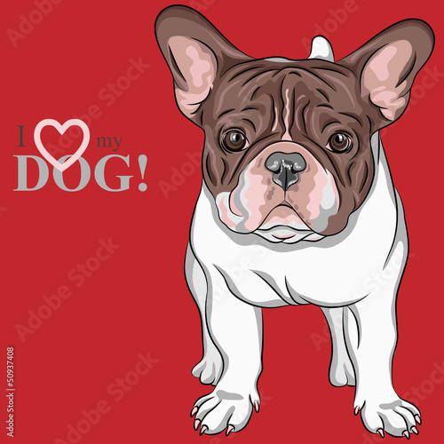 Vector: vector sketch domestic dog French Bulldog breed vector sketch domestic dog French Bulldog breed