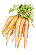 Photo: Ecologica carrot Ecologica carrot