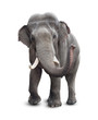 Elephant front view with clipping path included