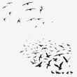 pack of seagulls and swallows