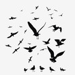 pack of seagulls