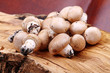 Funghi coltivati su tronco di ulivo
