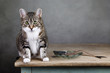 Katze und Hering