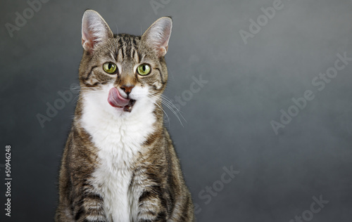 Photo: Katzenportrait Katzenportrait