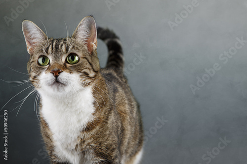 Photo: Katzenportrait Katzenportrait