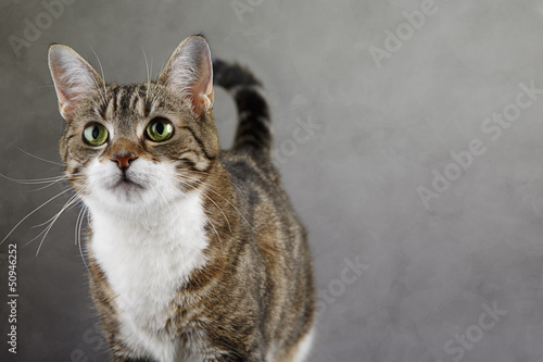 Photo: Katzenportrait Katzenportrait
