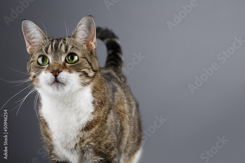 Photo: Katzenportrait Katzenportrait