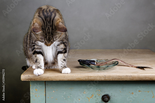 Photo: Katze und Hering Katze und Hering